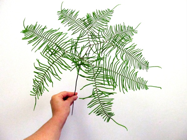 Sea Star Fern - Australia/New Zealand Foliages - Greens, Foliages and